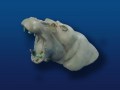 28mm Master - Waterline Hippo