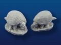 Glyptodon Pair